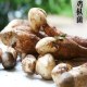 禄劝鸡枞
