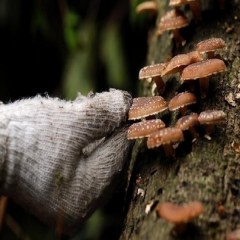 永福香菇