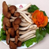景宁茶树菇