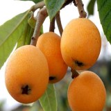 黄岩枇杷