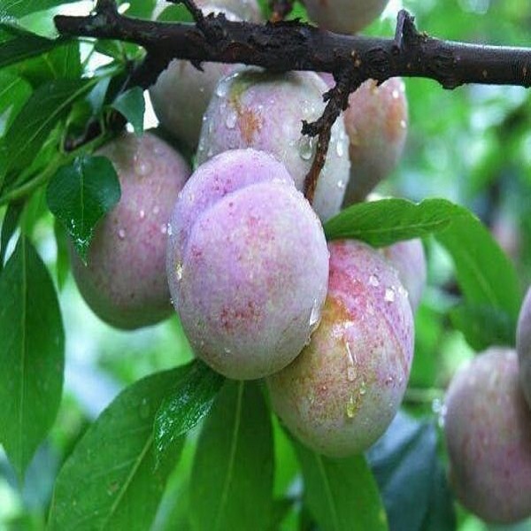 福安芙蓉李