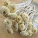 上栗茶树菇