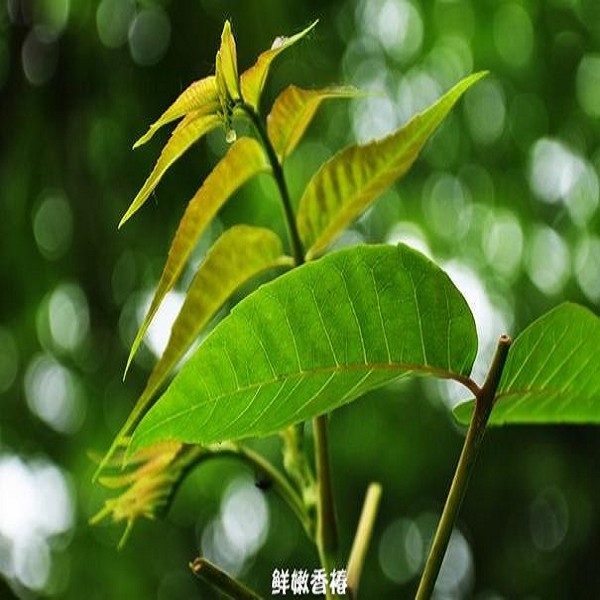 谷城香椿
