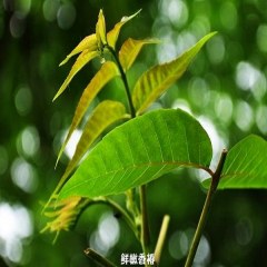 谷城香椿