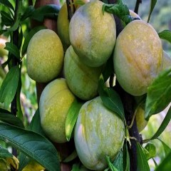 渝北歪嘴李