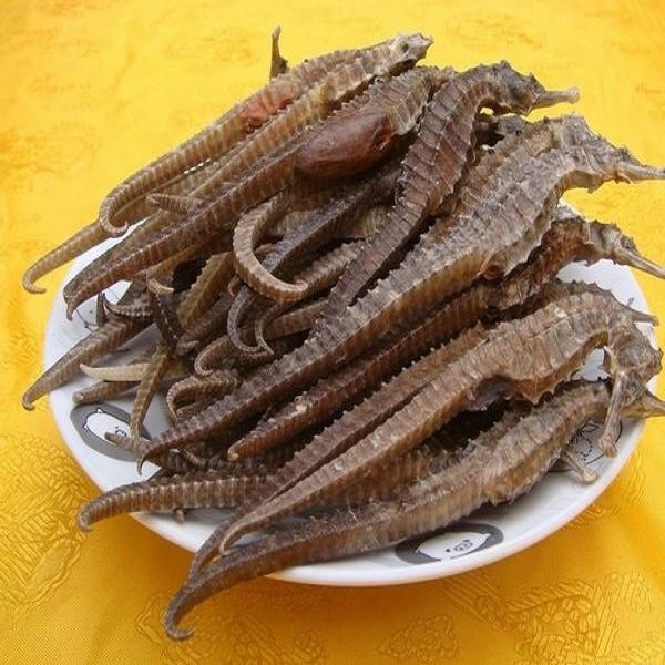 北海海马