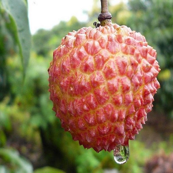 麻垌荔枝