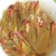 武定雀嘴茶