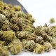 昭通石斛