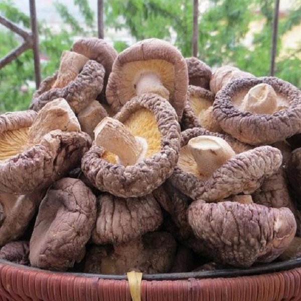 徽县香菇