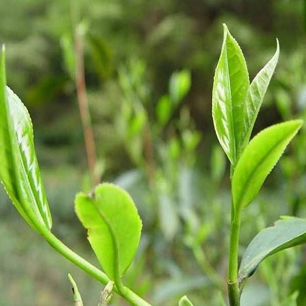 汝城茶叶