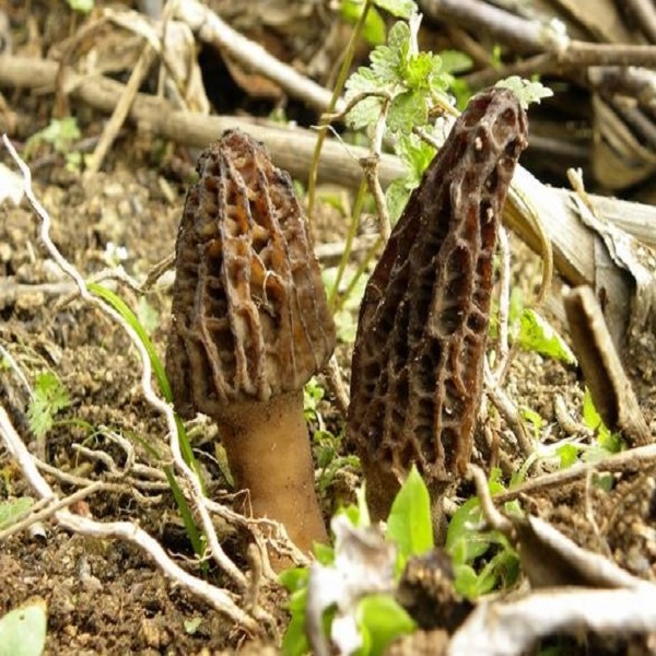 黄龙野生羊肚菌