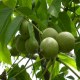 茂县核桃