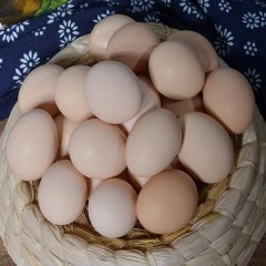 蒙山草鸡蛋