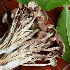 屏南茶树菇