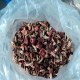 寿宁红菇