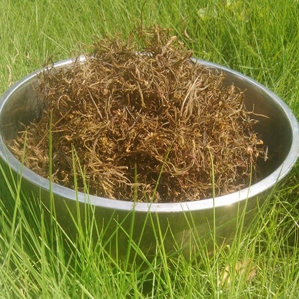 黄鹂芽茶