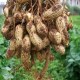 荣成大花生