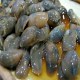 滨海泥螺