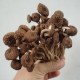 黎川茶树菇