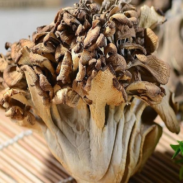 庆元灰树花