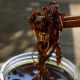 茂兰油鸡枞