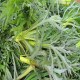 呼伦贝尔山野菜