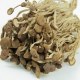 广昌茶树菇