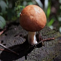 辽源蘑菇