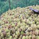 建德板栗
