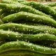盐步秋茄
