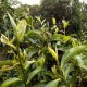 休宁松萝茶