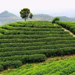 金沙贡茶