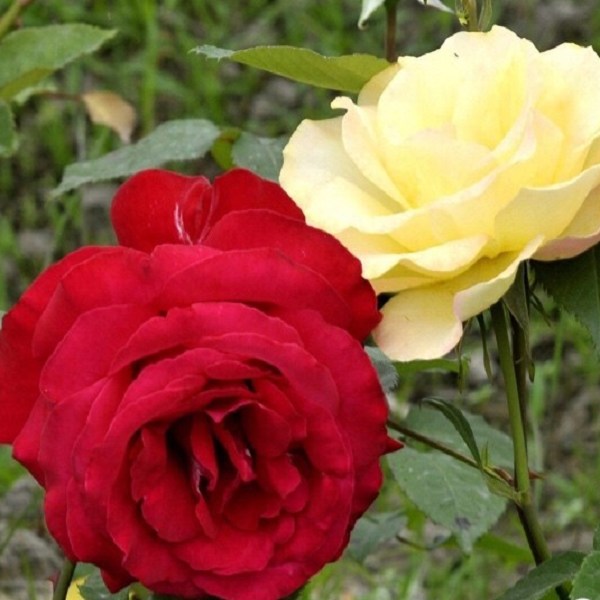 平阳玫瑰花