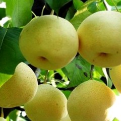荣成砂梨