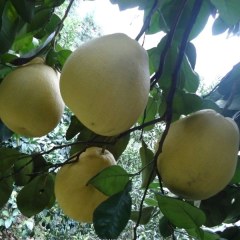 贡井龙都早香柚