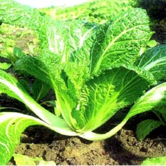 吴江香青菜