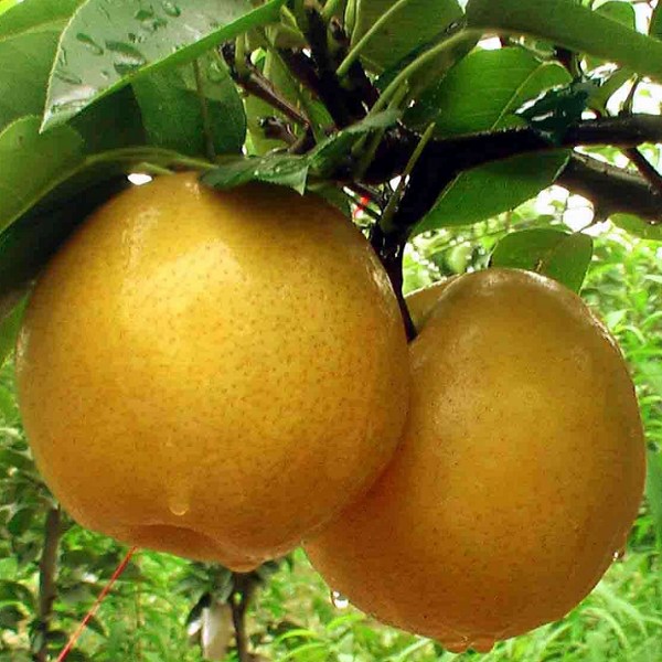 龙马黄梨
