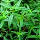 东乡白花蛇舌草