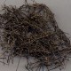 东乡白花蛇舌草