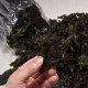 深沪紫菜
