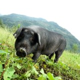 西昌高山黑猪