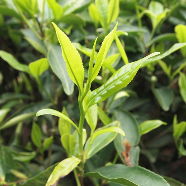 漆碑茶