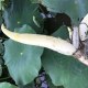 高要莲藕