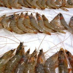东平湖大青虾