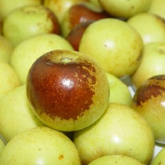 江北冬枣
