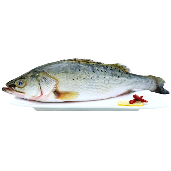 莱州湾鲈鱼