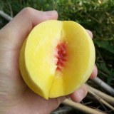 高碑店黄桃