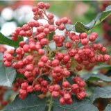 永平花椒