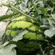 双井西瓜